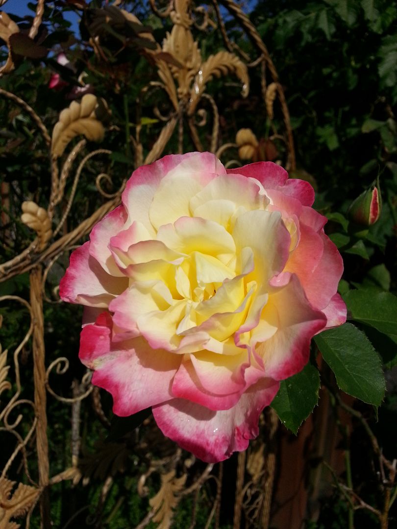  photo 20141001_124920_zpsxzofjq7p.jpg